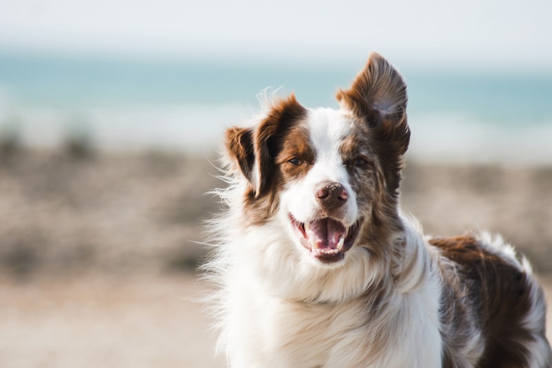 Dog photo for Born in Maastricht