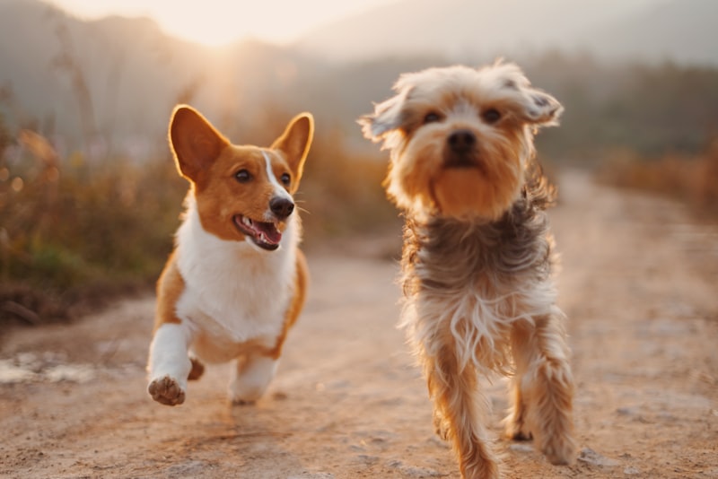 Dog photo for Tilburg University