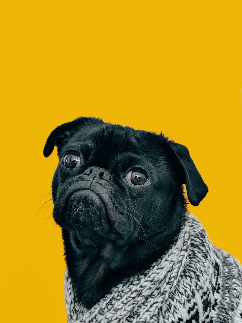 Dog photo for Australia