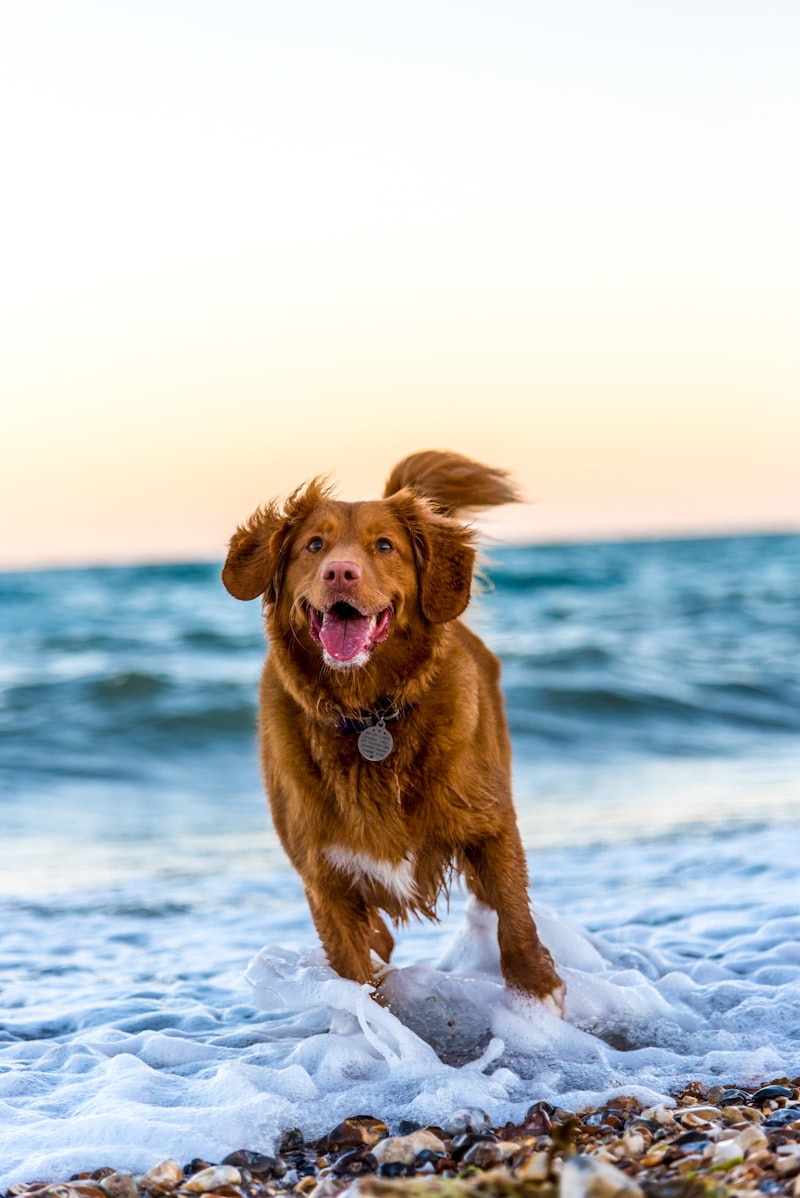 Dog photo for Back to the Netherlands
