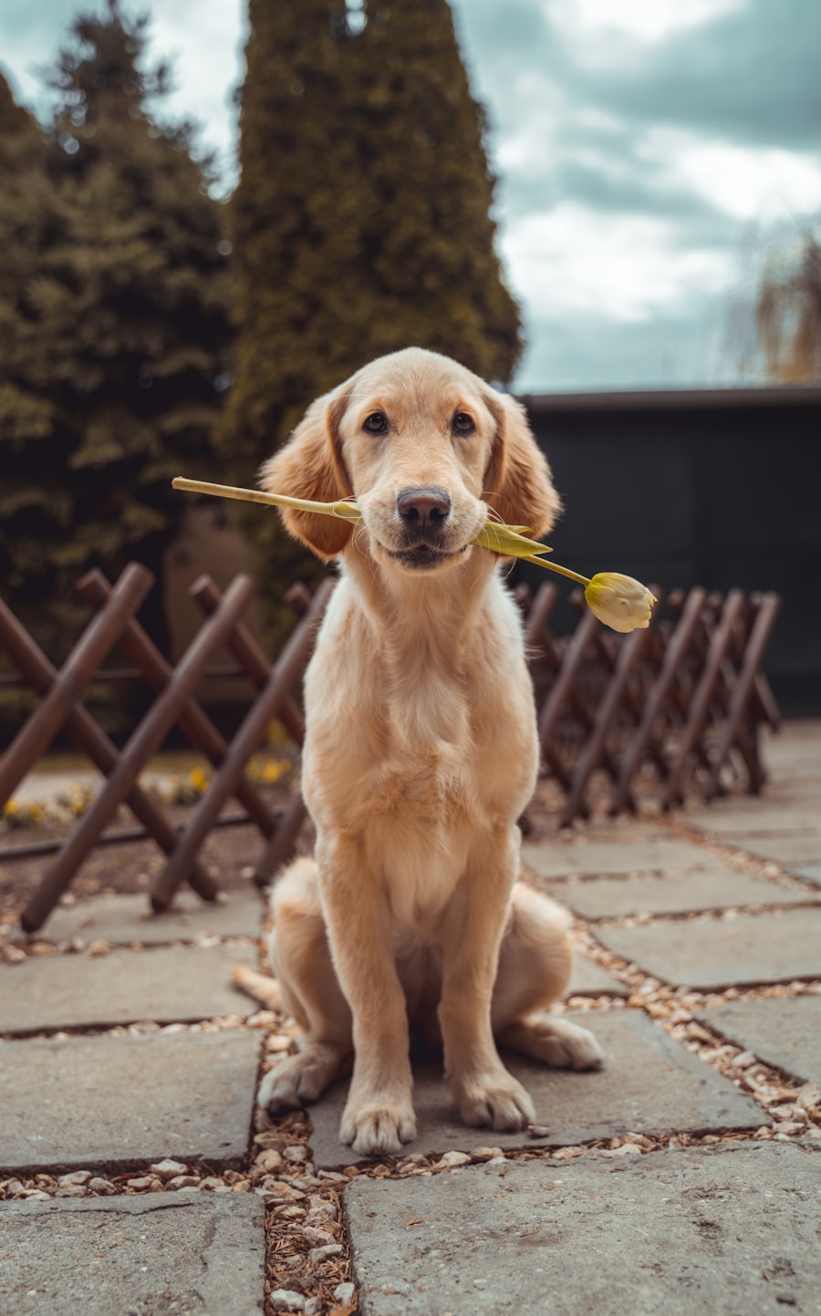 Dog portrait